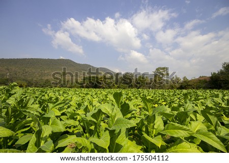 tobacco rows on the field under sharp sunlight.