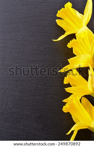 Bouquet of yellow daffodils. Isolated on background