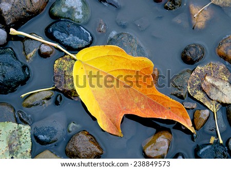 Bright yellow leaf in a puddle