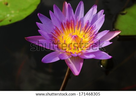 Beauty lotus in Thailand