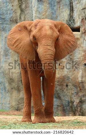 African Elephant (Loxodonta Africana), Cute Elephant in Korat Zoo, Nakorn Ratchasima Province, Thailand