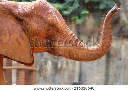 African Elephant (Loxodonta Africana), Cute Elephant in Korat Zoo, Nakorn Ratchasima Province, Thailand