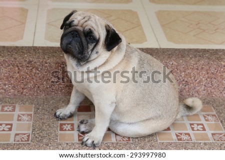 Adorable Pug Dog sit on floor