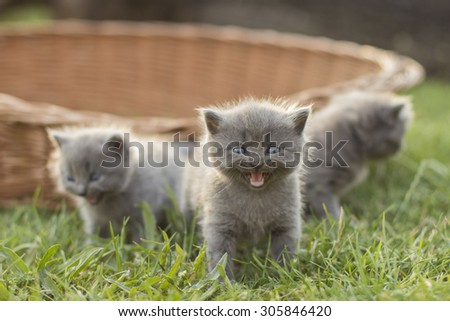 three Amazing Kittens