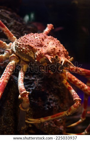 King Crab in deep cold water