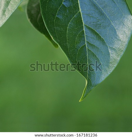 Leaf. Detail of a persimmon leaf.