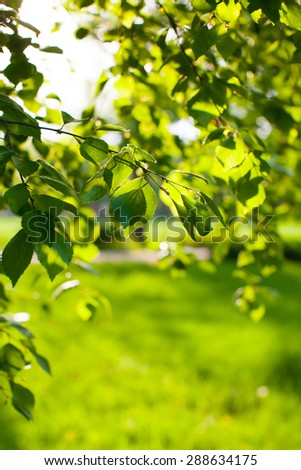 Spring/summer in city park (closeup detail of fresh green leaves, pure environment concept, colorful image)