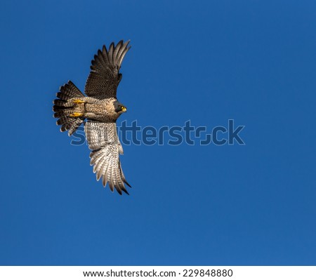 Peregrine Falcon flying through the wild blue yonder