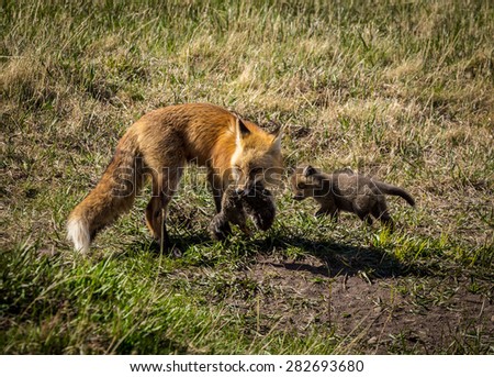 Mother fox teaching her kits to feed on wild animals.