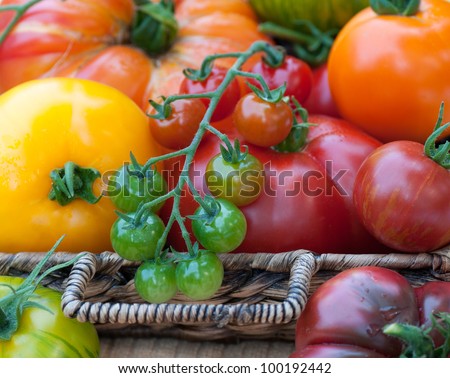 Closeup of a Basket Overflowing with Freshly Picked Tomatoes of Various Kinds from the Garden in Summer