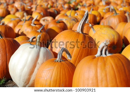 Pumpkins in Patch Waiting to Be Chosen and Taken Home to be Carved, Baked as a Pie, or Pureed into Soup with copy space in the bokeh.