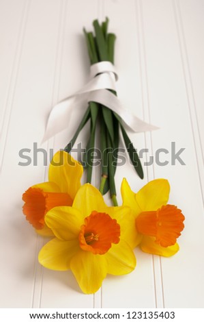 Close up of a Daffodil Bouquet wrapped in ribbon on White Wood Background for a spring season party or occasion with Copyspace.