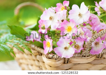 A Closeup of Pink and White Carpet Roses in a Rustic, Textured Basket with Green Vegetation in the Background.