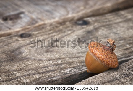 Fall Acorn on Rustic Wood Boards with Copy space for your Holiday or Seasonal Invitation or Announcement