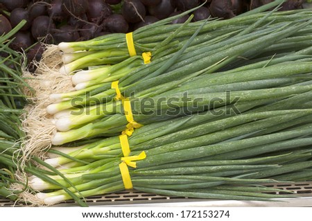 Bunches of Freshly Cut Green Onions on display in a cooler in a Farmers Market, grown in Oregon, United States