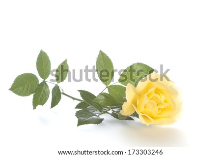 A Single Long Stemmed Yellow Rose laying on a white background.  They stand for joy, happiness and friendship.