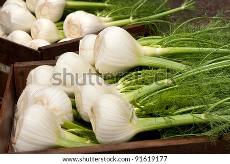 Fennel Bulbs with Edible Green Stems and Leaves, Recently Cut from the Field in Wood Crates, Ready for Market or Eaten Cooked or Uncooked, Raw.