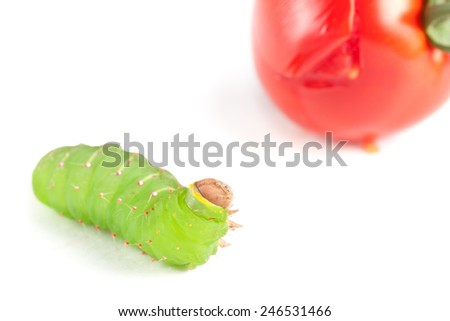 Live Bright Green Tomato Worm Looking at a Tomato it wants to eat.  On white background, closeup.  Also devours tobacco leaves and plants.  From five spotted hawk moth.  Short depth of field macro