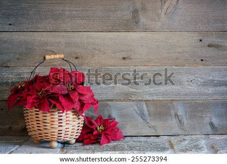 Pretty Red Christmas Poinsettia Flowers in a Basket on a Stone Surface against Rustic Wood Board Background with room or space for copy, text, your words.  Horizontal
