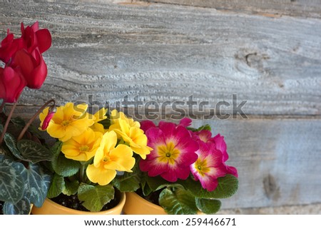 Closeup of Spring Flowers, primroses and cyclamen potted in lower corner against rustic wood board background with room or space for copy, text, your words. Horizontal side angle with side light