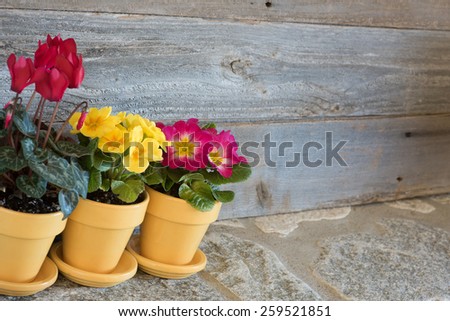 Three Pots of Spring Flowers, primroses and cyclamen, in lower corner against rustic wood board background with room or space for copy, text, your words.  Horizontal at side angle with side light