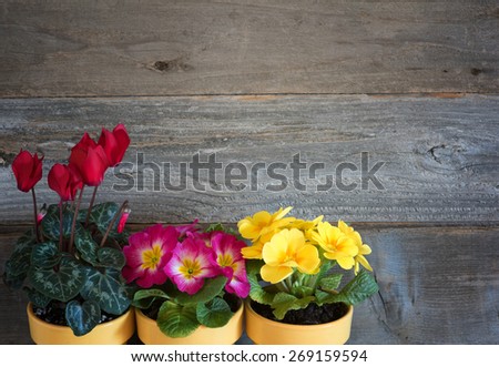 Three Pots of Spring Flowers, primroses and cyclamen, in lower corner against rustic wood board wall background with room or space for copy, text, your words. Horizontal above view, looking down.