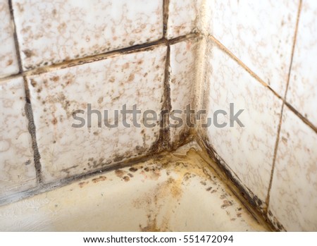 Looking down, corner view on nasty Mold and Mildew on bathtub or Shower Tile Wall and grout with White Soap Scum that needs to be cleaned with bleach and scrubbing in a rental apartment or house.