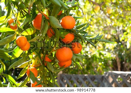 A Loaded Tangerine Tree in Southern California in Winter Ready to be Picked with a Grapefruit Tree in the Background with Copy Space or Text