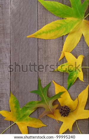The Bright Colors of Early Fall Sweet Gum and Pin Oak Leaves Arranged on Weathered Boards with Copy Space