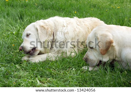 Dogs, golden retrievers on a green lawn
