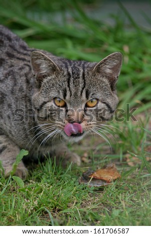 Striped cat eating and licking. Cat on a grass.