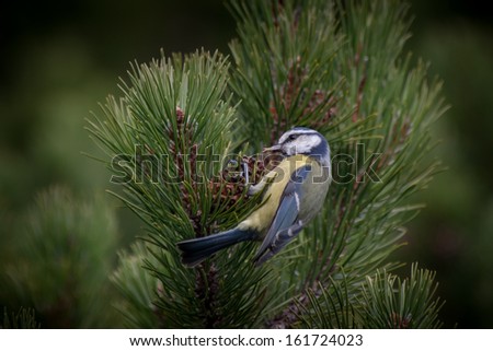 Tit bird on a dwarfpine. Bird eating seeds from a cone.