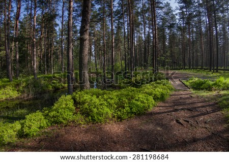 Walking path in the bright forest with lots of greenery on the forest floor. Pine forest on the wetlands, Lesser Poland.