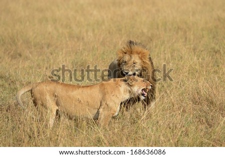 Affectionate male lion and lioness
