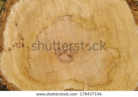 wood section