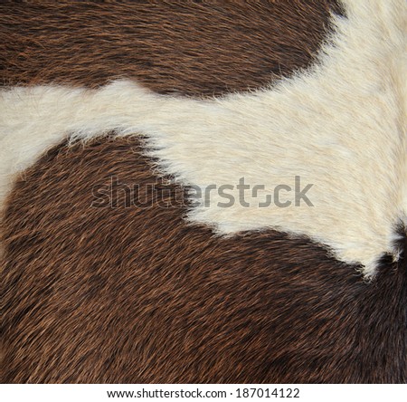 Cow brown skin background texture