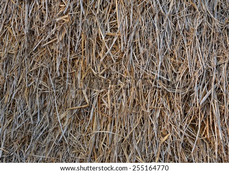 Dried rice straw background