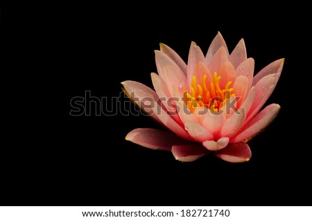 The beautiful colorado water lily on black screen