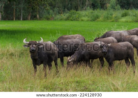 Thai Buffalo dirty near rice farm