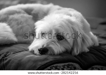 White dog on the bed black and white