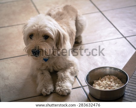 Obedient dog ready to eat