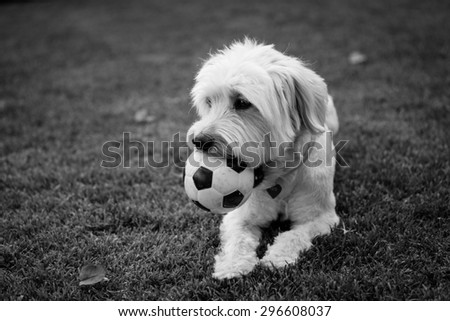 Dog biting his ball