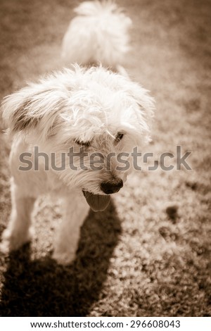 Dog watching in black and white