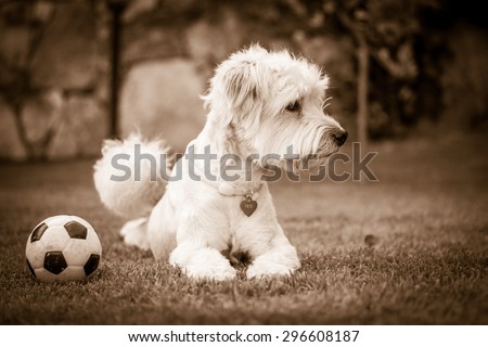 the dog and his ball. Black and white