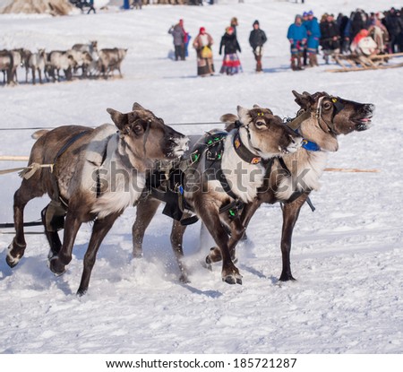 trio of running yamal reindeers