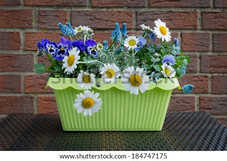 spring flowers in the flower box