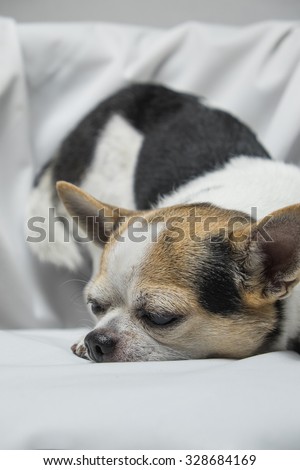 chihuahua dog sleep on white fabric