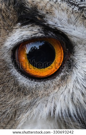 Eye Closeup Siberian Eagle Owl or Bubo bubo sibericus