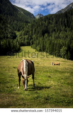 A shot of a horse feeding on a meadow in Austrian Alps with a forest and blue, cloudy sky in the background.