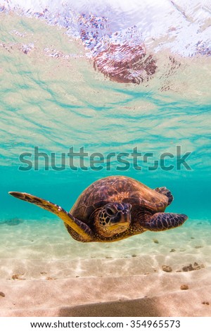 Endangered Hawaiian Green Sea Turtle cruising in the warm waters of the Pacific Ocean on Oahu\'s North Shore, Hawaii.